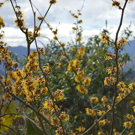 Maison d'hôtes Mesao 3*