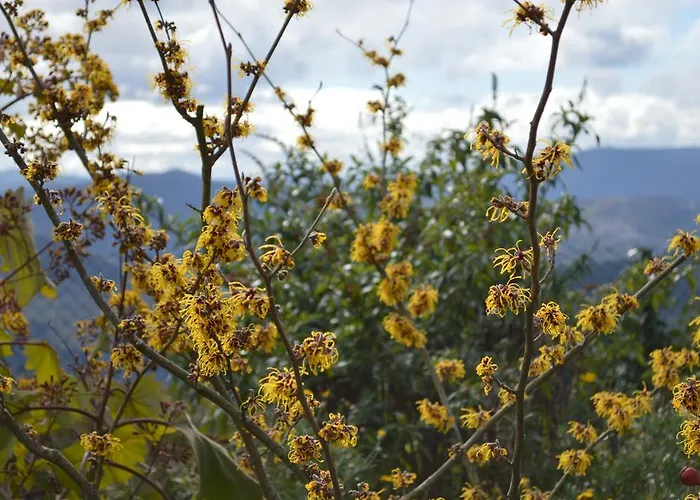 Guest house Mesao 3*